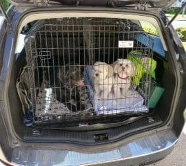 Ford Mondeo Estate, Dog Cage, Pet Travel Crate