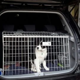 Suzuku SX4 Dog Cage