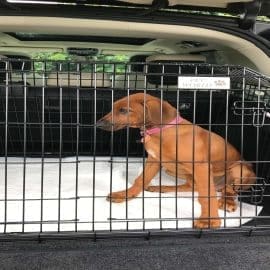 range rover autobiography, dog travel cage