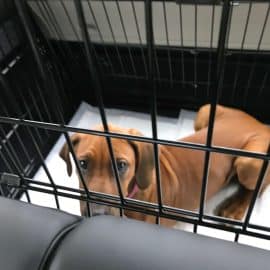 range rover autobiography dog cage 3