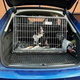 Audi A6 Avant Car Dog Cage
