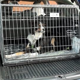 Audi A6 Avant 2018 dog cage