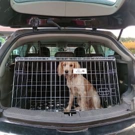 Vauxhall Astra GTC 2017 bilkasse til hunde