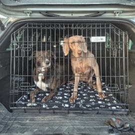 Alternative view of Pet World Skoda Kodiaq 2022 Onwards Car Dog Cage